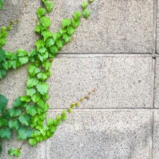 セットバックとは？