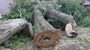 庭木の伐採・庭石撤去を検討中の方へ