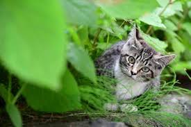 【最近の小さな悩み：猫】